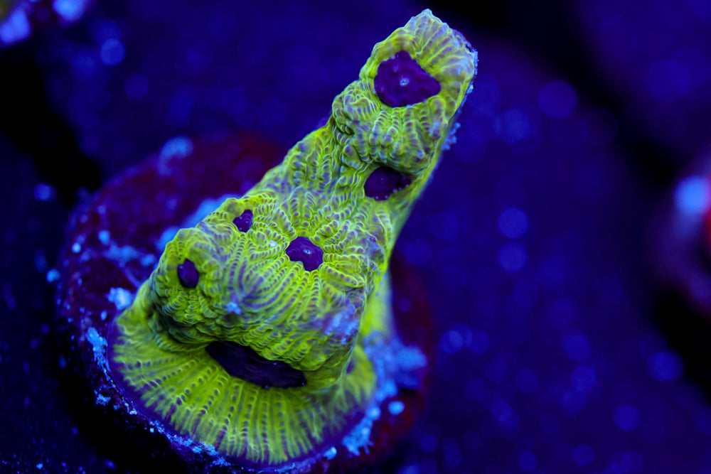 ECC Purple Passion Favia