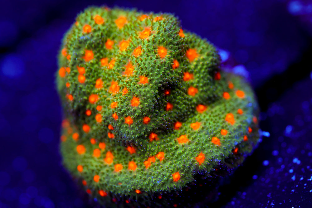 Harvest Moon Psammocora