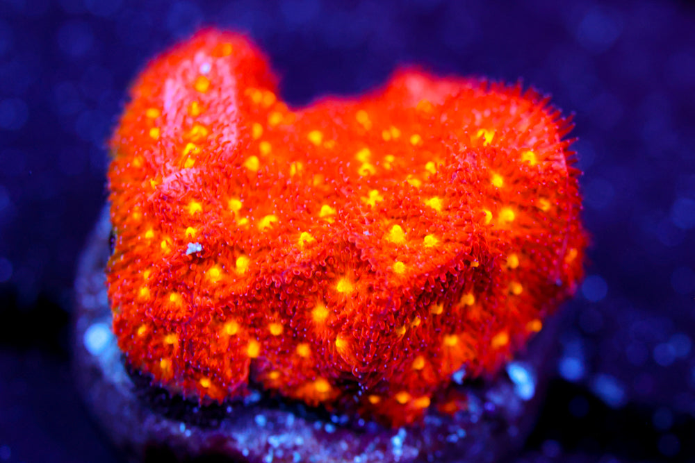 Autumn Harvest Psammocora