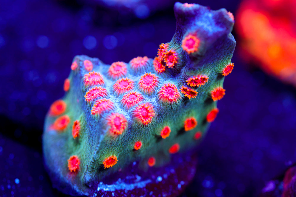 ECC Candyland Cyphastrea