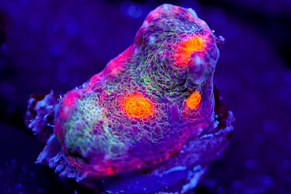 Rainbow Jewel Chalice (collector)