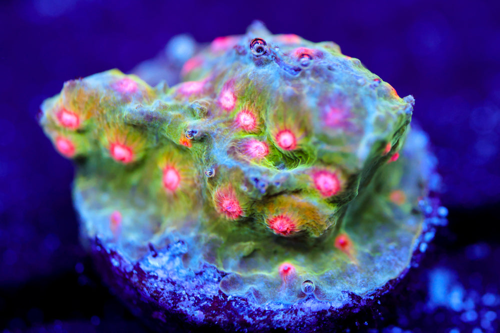 CV Dip 'n Dots Cyphastrea
