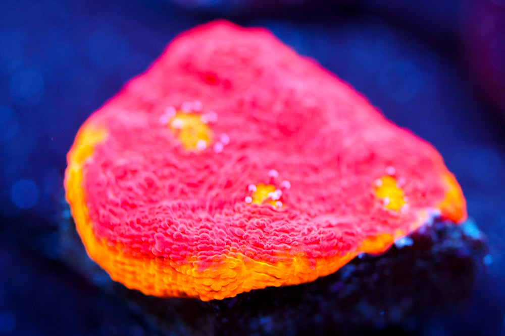 CB Flaming Bugatti Chalice