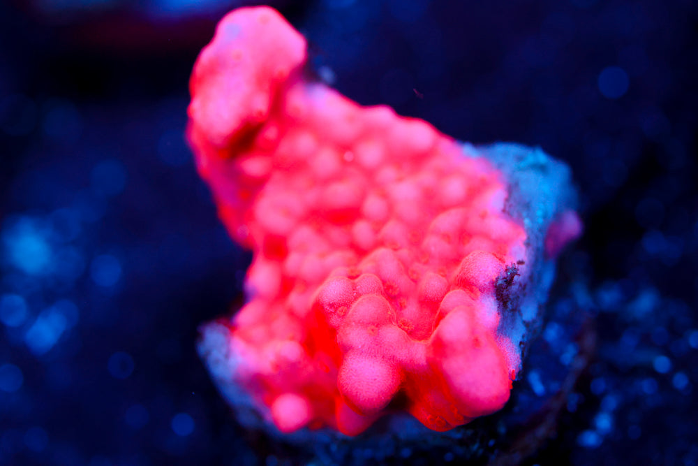 Montipora Setosa