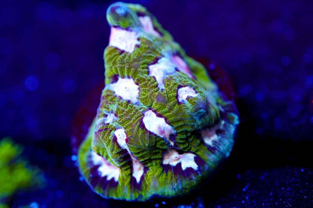 Hamster in Microwave Favia