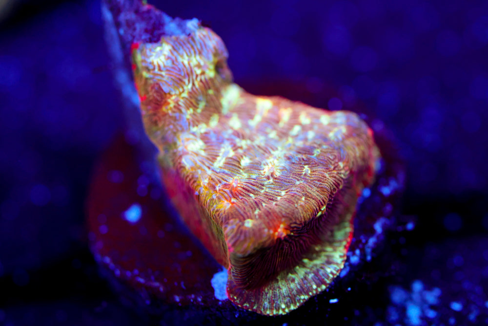 Lunar Leptoseris