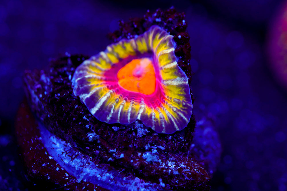 CC Meltdown Favia $$$