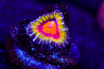 CC Meltdown Favia $$$