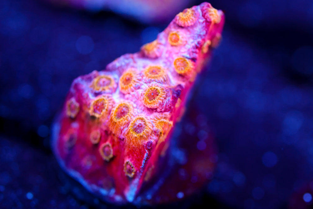 Copperhead Cyphastrea