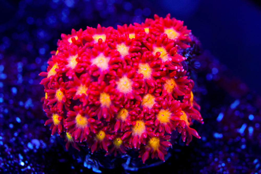 Combustion Micro Goni