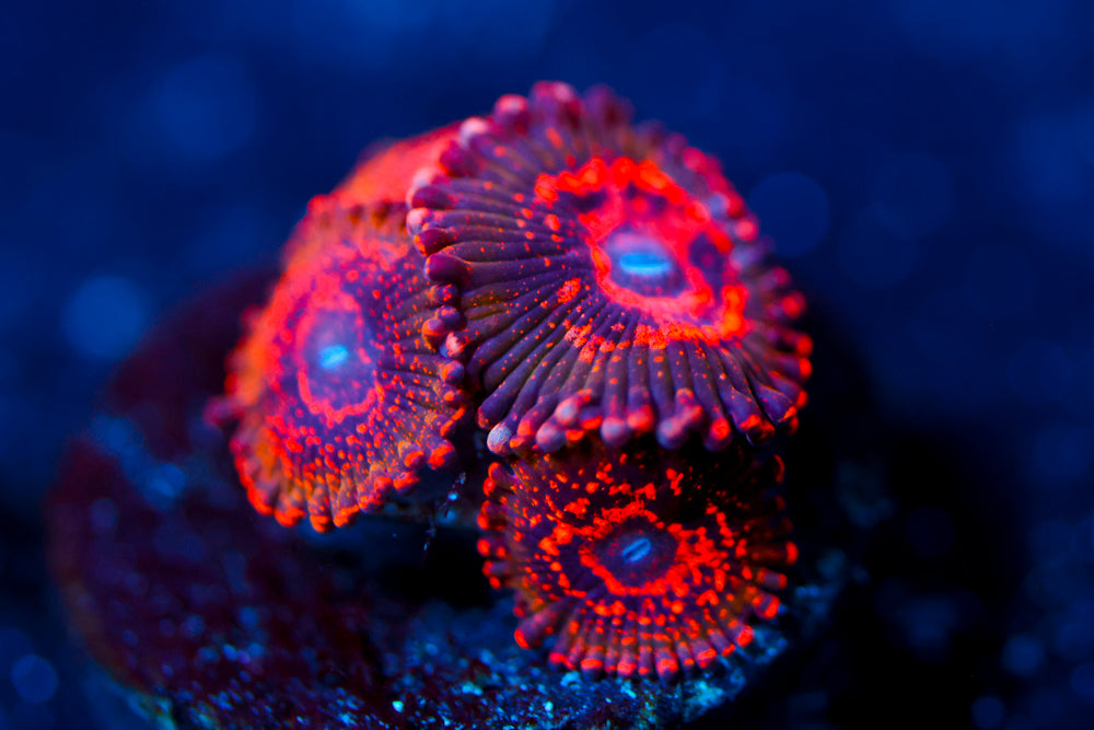 JF Ass Krak Zoa $$$$