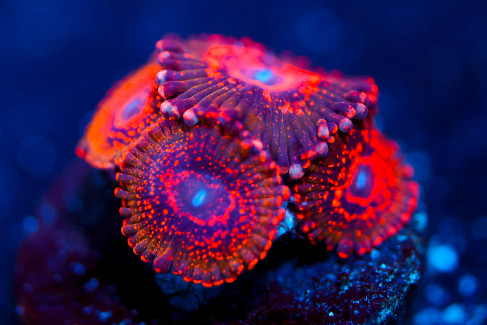 JF Ass Krak Zoa $$$$