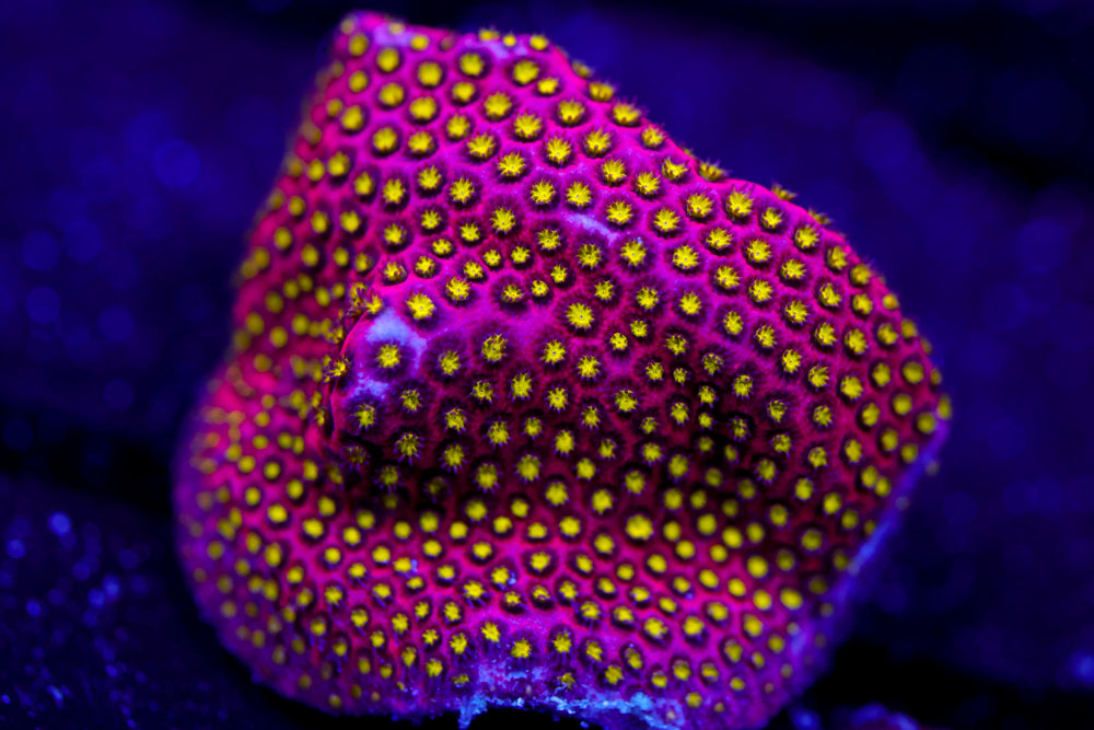 Electric Daisy Stylocoeniella