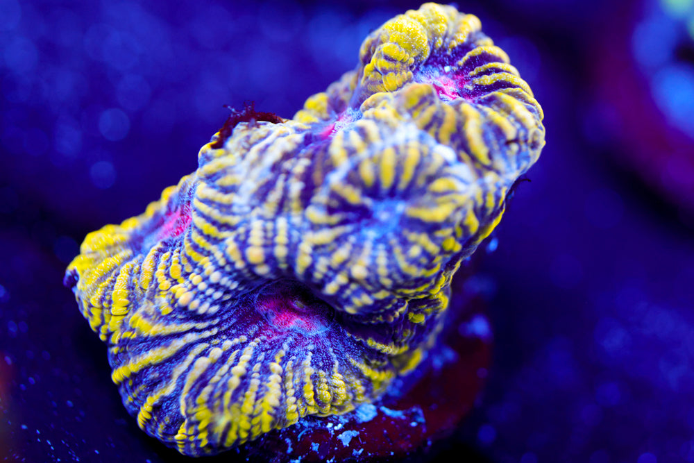 WWC Pico de Gallo Favia