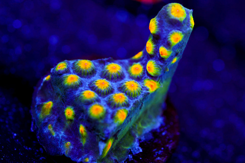 Buzz Lightyear Cyphastrea