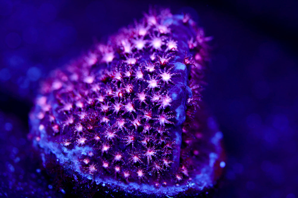 ECC Purple Passion Stylocoeniella