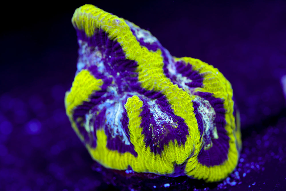 Court Jester Platygyra