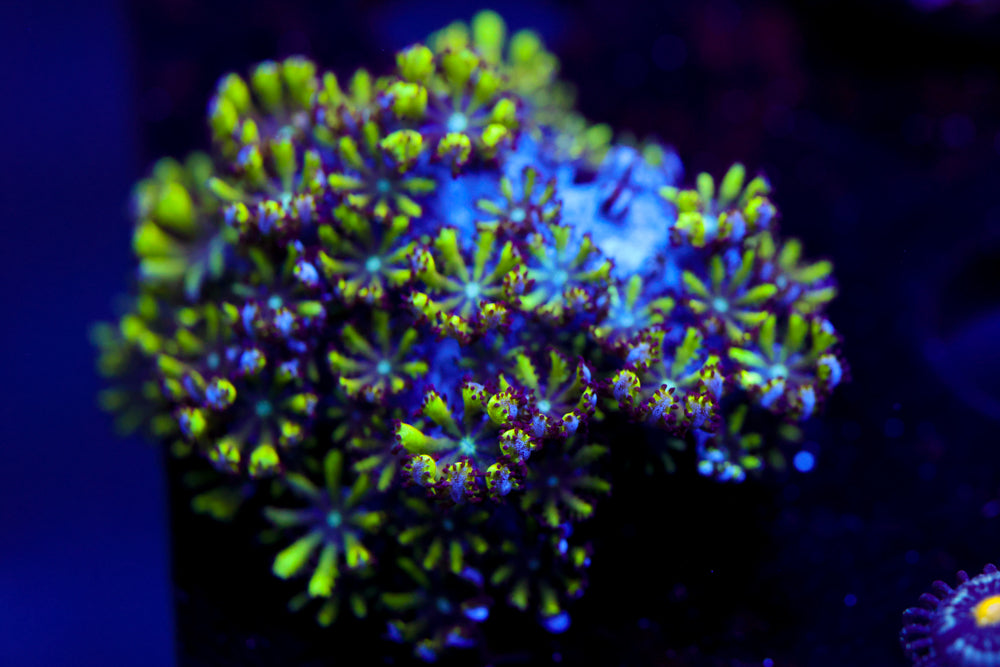 Blue Green Sympodium