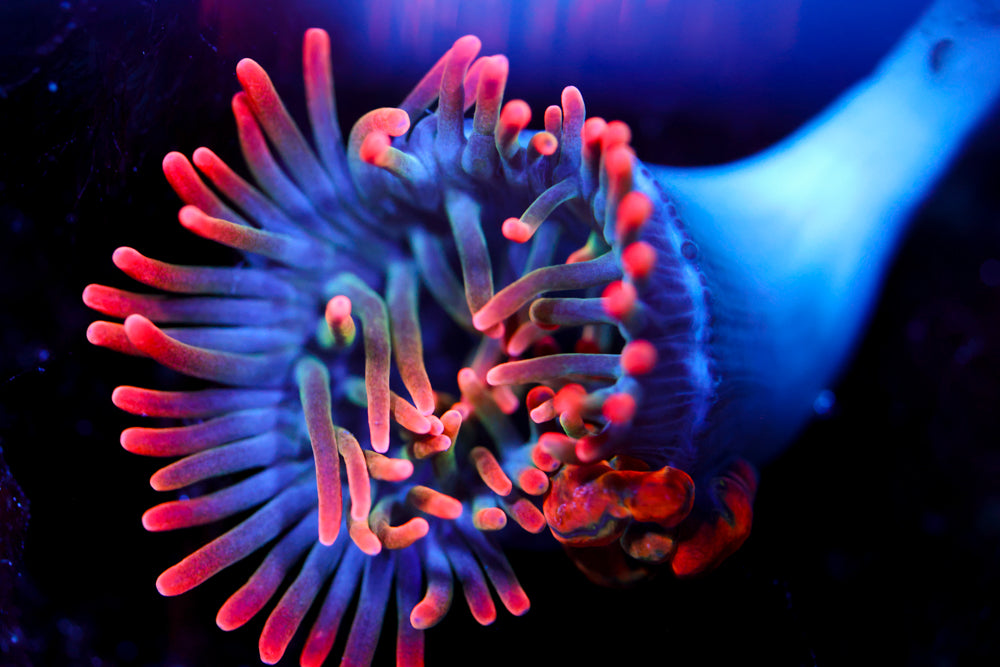 Mini Sherman Bubble Tip Nem