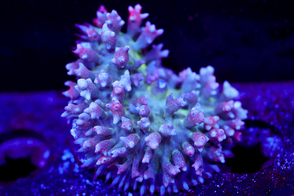 BubbleGum Bounce Mushroom