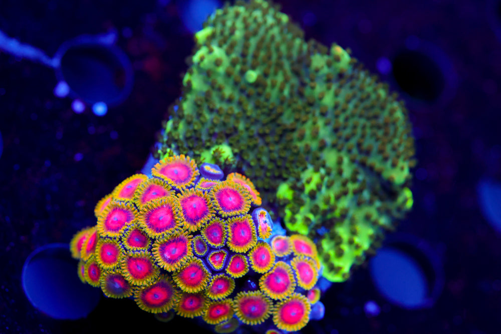 Awesome Blossom + Jedi Mind Trick Monti Colony