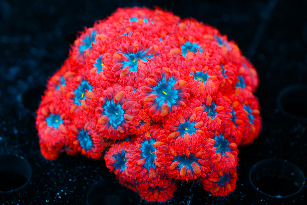 Superman Blasto Merletti Large Colony