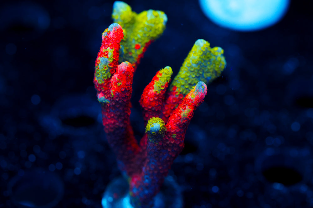 WWC Contraband Digitata