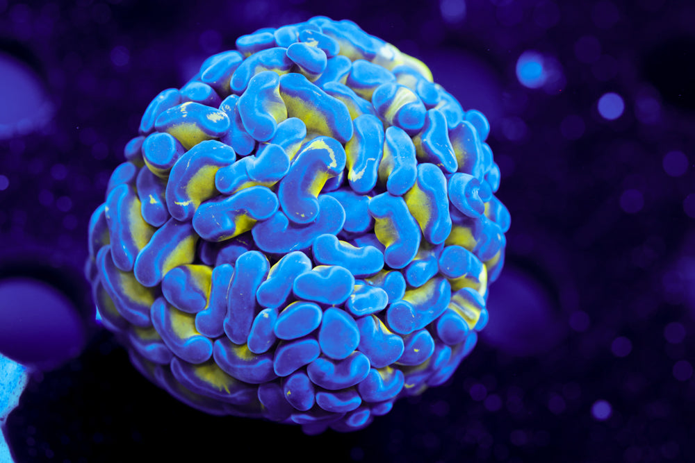 Blue Tip Branching Hammer