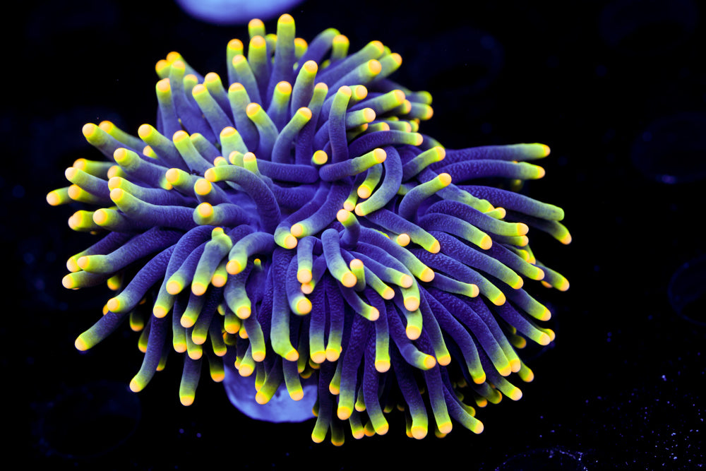 Rasta Yellow Tip Torch