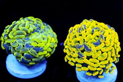 Ultra Yellow Splatter Hammer $$$$