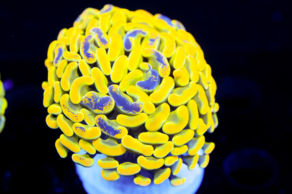 Ultra Yellow Splatter Hammer $$$$