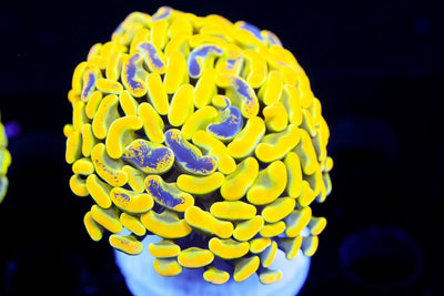 Ultra Yellow Splatter Hammer $$$$