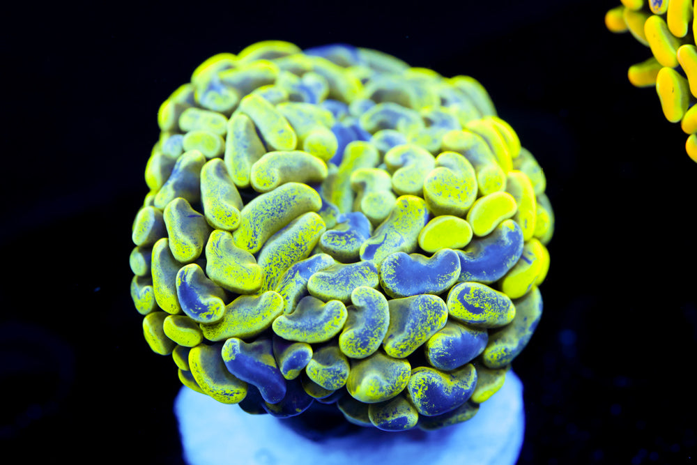 Toxic Splatter Hammer