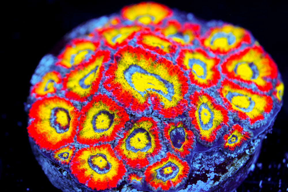 F2M Holy Grail Micromussa Mini Colony (collectors)