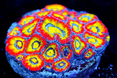 F2M Holy Grail Micromussa Mini Colony (collectors)