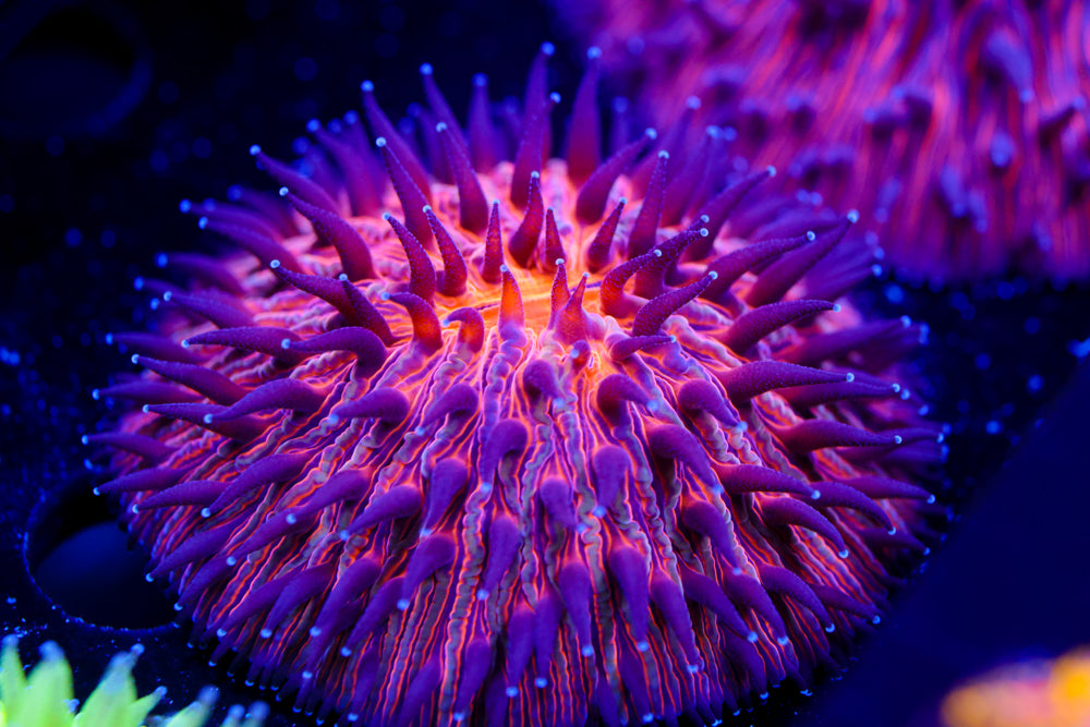 Purple Haze Dome Plate