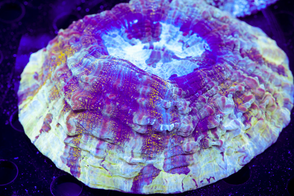 Yellow Fossil Acantho 4"