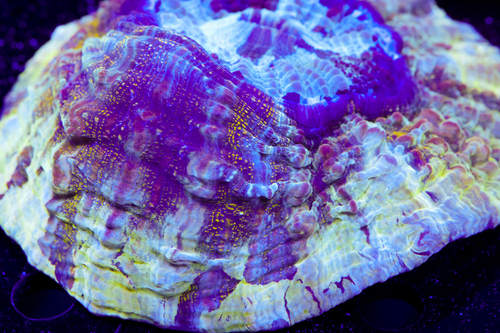 Yellow Fossil Acantho 4"