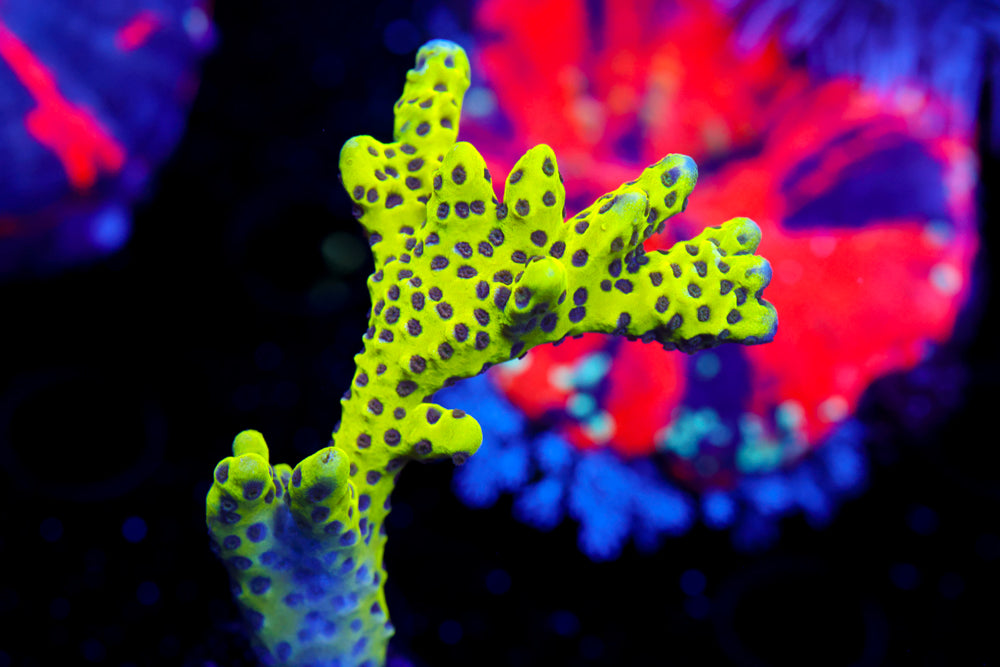 The Thing Anacropora