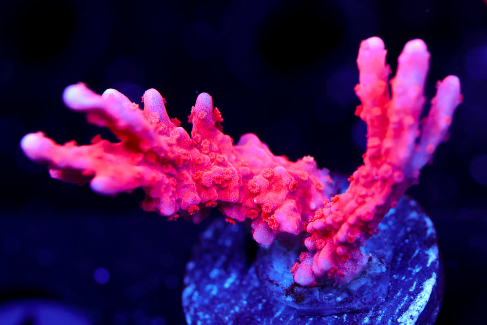 Montipora Hirsuta