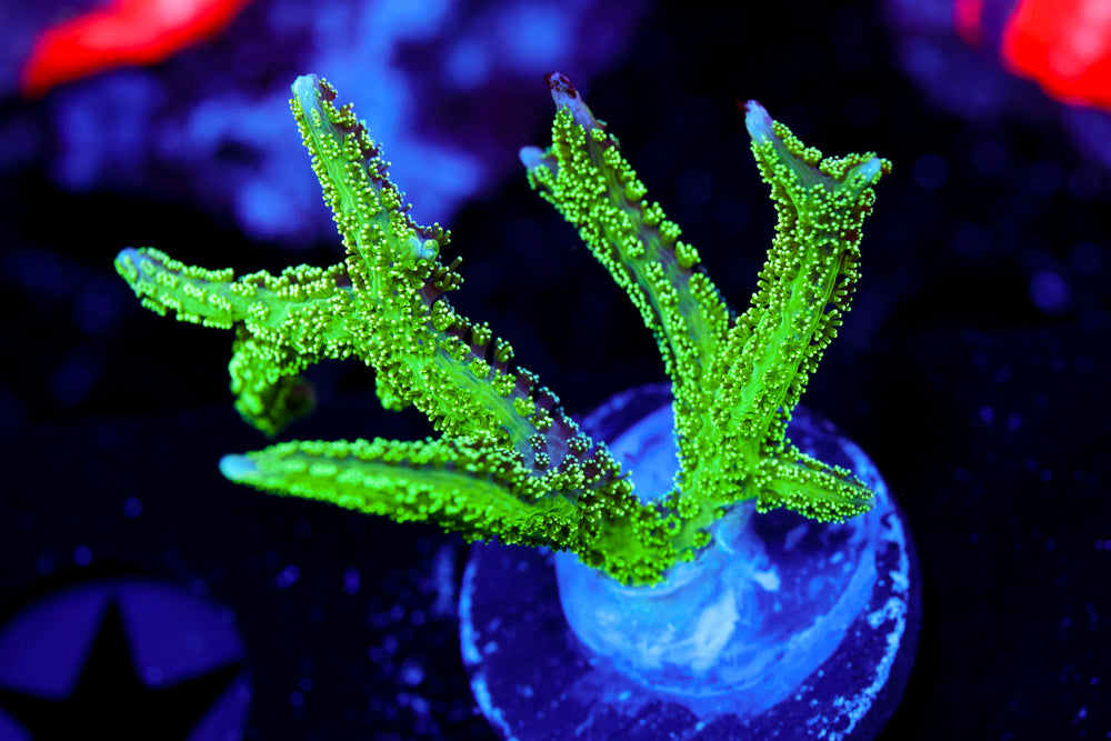 Chemical Warefare Seriatapora