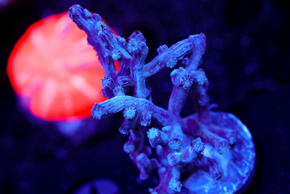 Blue Branching Cyphastrea