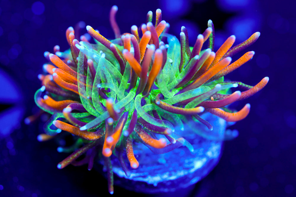 Marigold Galaxea
