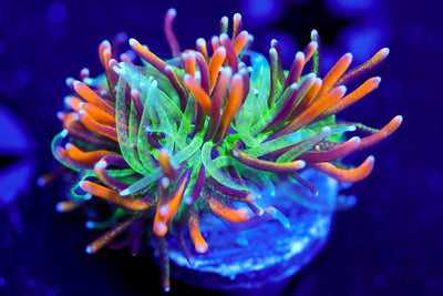 Marigold Galaxea