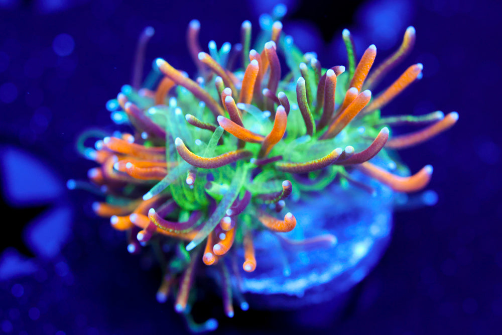Marigold Galaxea