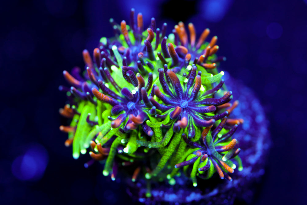 Sonic the Hedgehog Galaxea