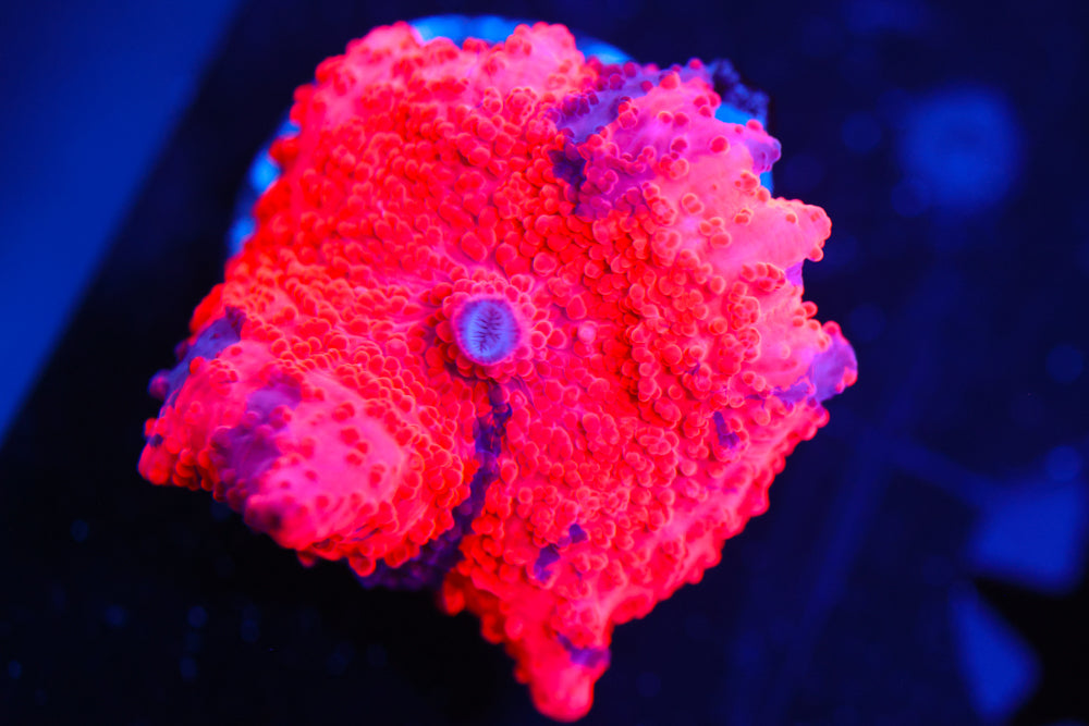 Deadpool Eclectus Mushroom