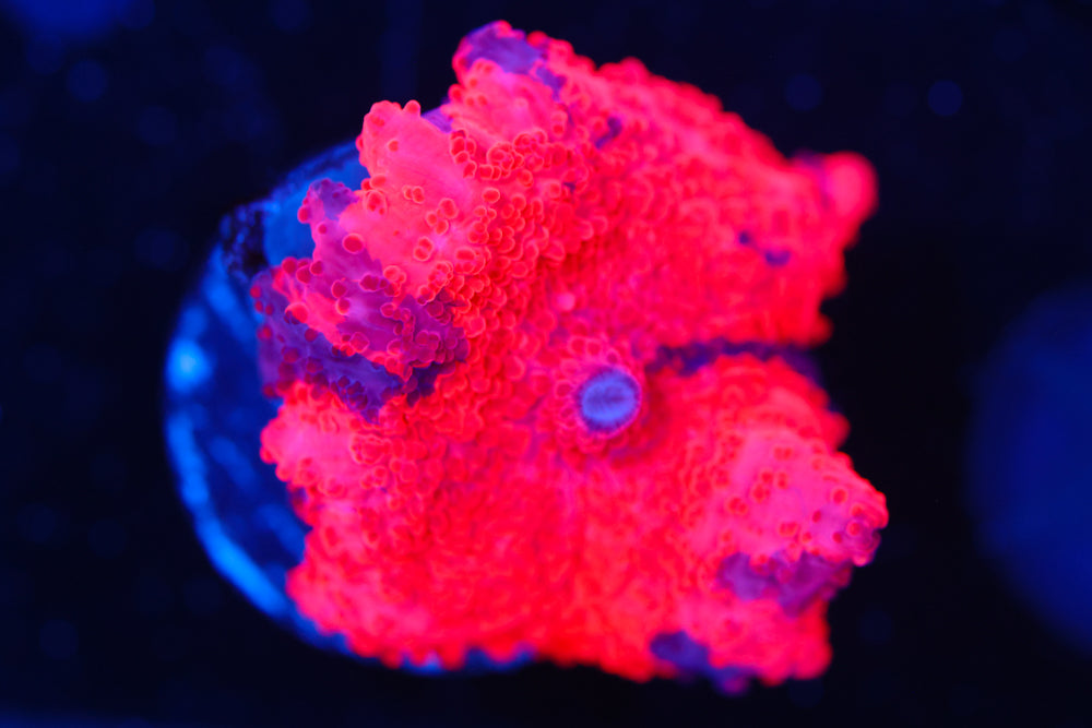 Deadpool Eclectus Mushroom