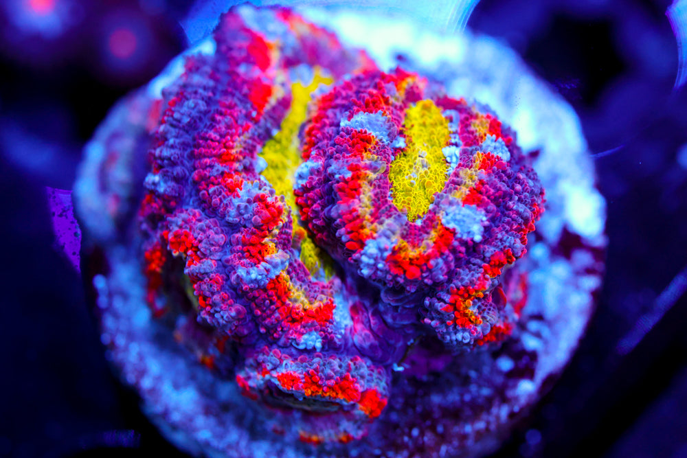 CV Master Rainbow Acan Mini Colony $$$$$$