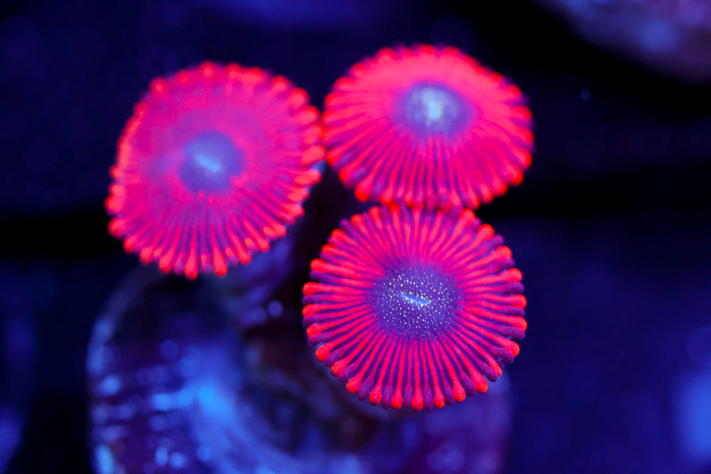 Reds Zoa